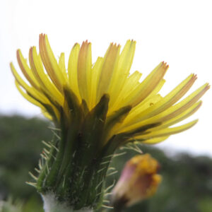 ノゲシのタンポポ似の黄花を撮影した花写真