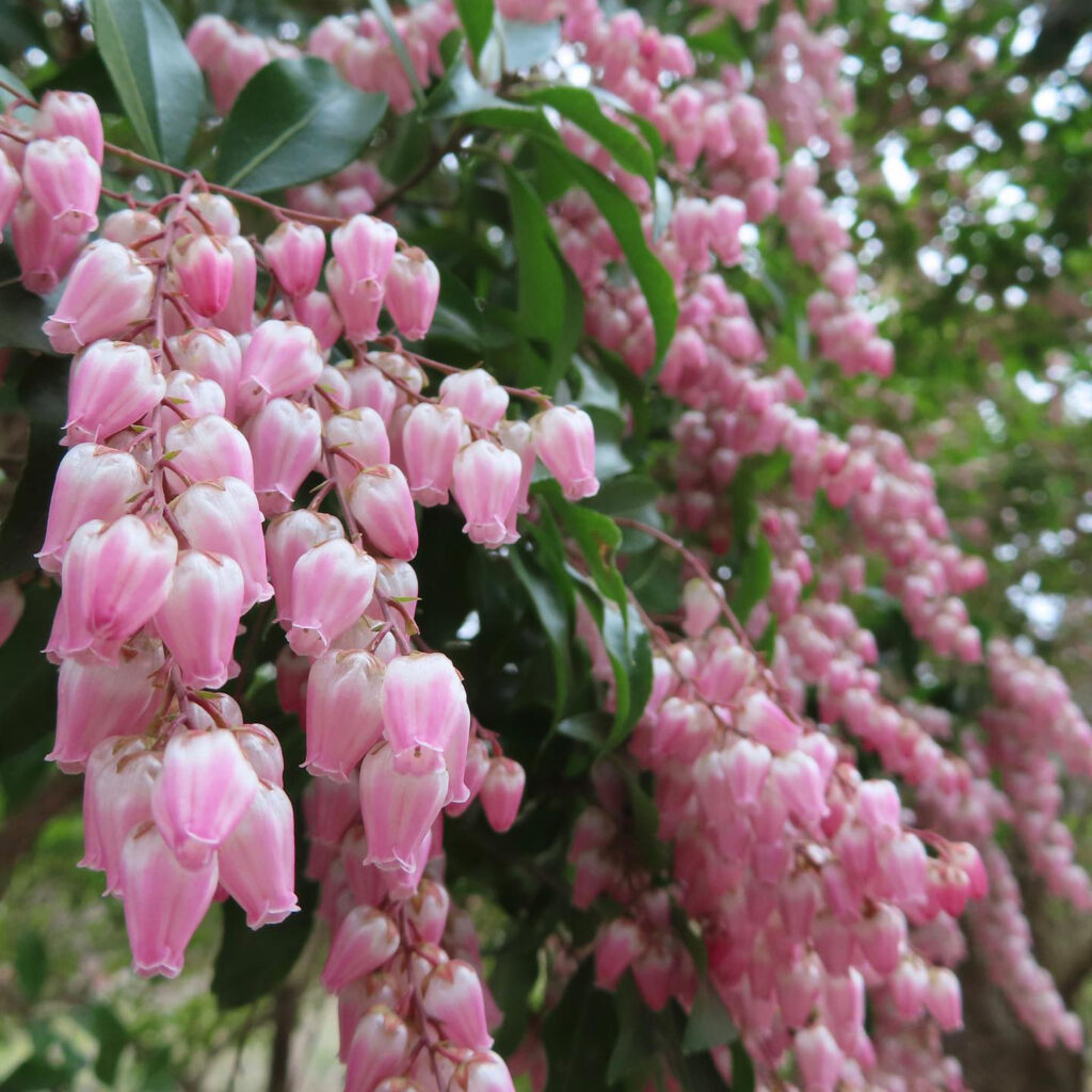 アセビがピンク色の花を咲かせています