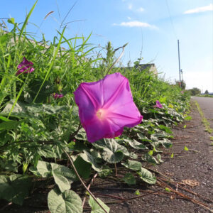 道路脇で紫色のノアサガオが咲き誇る様子を青空と緑の草を背景に撮影した写真