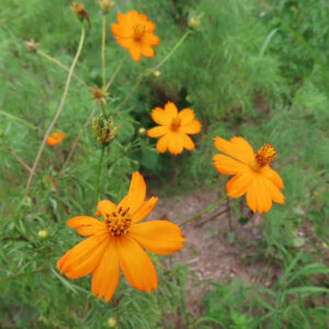 緑の草むらに咲く複数のキバナコスモスの花｜鮮やかなオレンジ色の花弁と自然の風景
