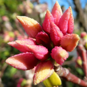 ジンチョウゲの春に香る沈丁花を撮影した花写真