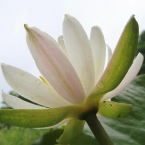 白いスイレンの花を下から見上げるように撮影した写真。淡いピンクが差す花びらと緑の萼が美しいユニークなアングル