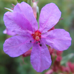 ミソハギの禊萩の紫花を撮影した花写真