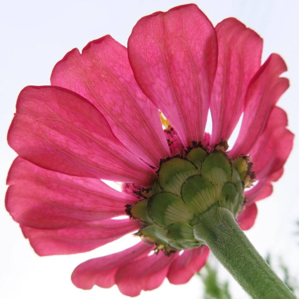 ヒャクニチソウがピンク色の花を咲かせています