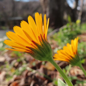ヒメキンセンカの冬知らずの橙花を撮影した花写真