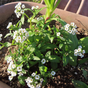 アリッサムの甘く香る小花を撮影した花写真