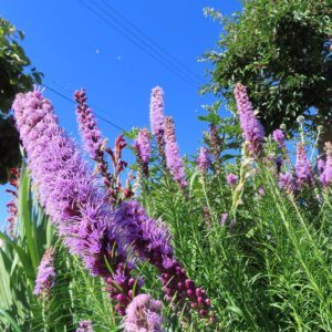 青空の下、リアトリス（ブレイジングスター）の紫色の花穂が群生して咲き立つ様子を広角で捉えた写真。高さのある花が風に揺れ、夏の陽光に映える鮮やかな色彩が印象的な構図
