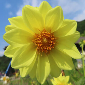 青空を背景に黄色いダリアの花をアップで撮影した写真｜鮮やかな花びらとオレンジ色の中心が美しい