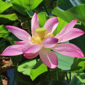 明るい日差しを受けて大きく咲いたピンク色のハスの花と緑の葉の接写写真
