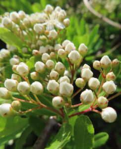 日本の春、ピラカンサの白い蕾が密に並び、その中で一部の花が開花している様子を接写した写真