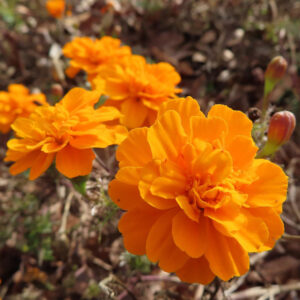 複数のオレンジ色のマリーゴールドが咲く花壇の写真｜鮮やかな花びらが広がる夏の庭