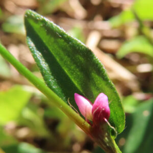 イヌタデの葉と花を捉えたマクロ写真。濃い緑色の葉の付け根から小さなピンク色の花が顔を出し、葉の質感や産毛まで分かる自然光の接写構図。