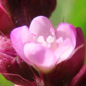 イヌタデの花を下から見上げるように捉えたマクロ写真。淡いピンク色の花弁が半透明に重なり、中央の白い雄しべと黄色味のある花床が際立つ、赤紫色の萼に包まれた繊細な接写構図。