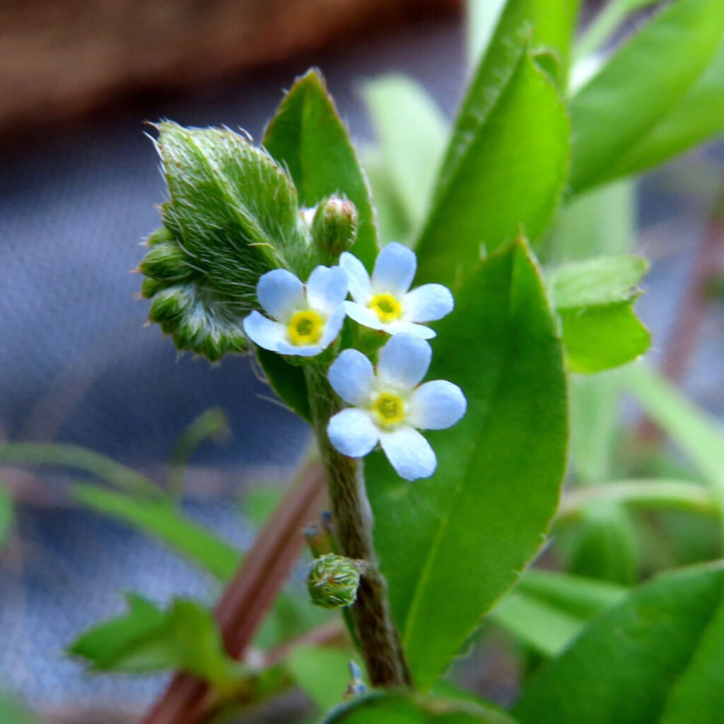 キュウリグサが青い花を咲かせています