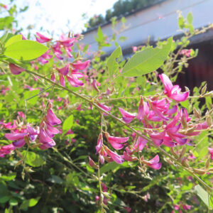 ミヤギノハギの枝に多数のピンク色の花が連なって咲いている写真｜背景に建物の白がぼける秋の庭の風景