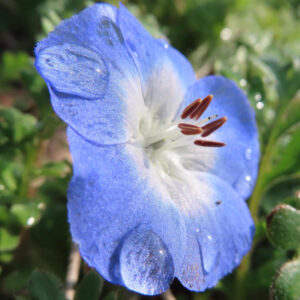 ネモフィラの空色のBaby blue eyesを撮影した花写真