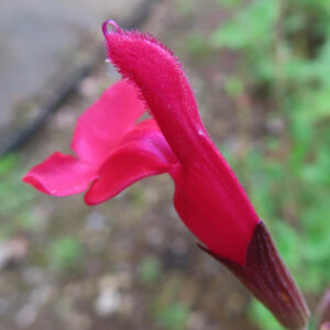 赤いチェリーセージの花を横向きにクローズアップ撮影した写真