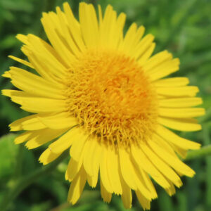 咲き始めたオグルマの花を斜め横から捉えたリアルな接写