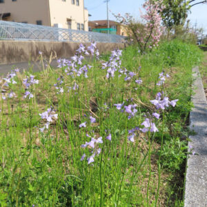草地に広がるマツバウンランの群生を遠景から撮影した写真