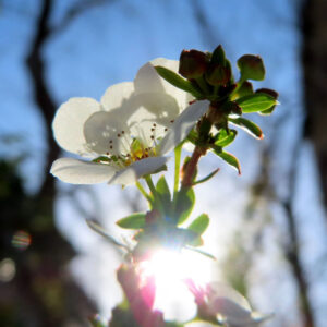 ユキヤナギの雪のような白い小花を撮影した花写真