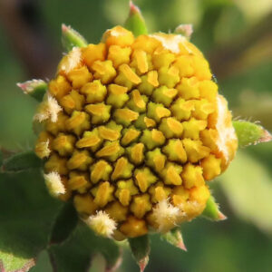 コシロノセンダングサの花のつぼみをマクロ撮影した写真｜黄色から緑へと色づく筒状花が密集し、周囲に白い毛と尖った総苞片が見える未開花段階の接写構図