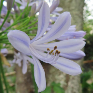 淡い紫色のアガパンサスの花を横から接写した写真。花弁が大きく開き、中央の雄しべがくっきり見える初夏の花