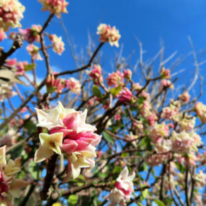 ジンチョウゲの春に香る沈丁花を撮影した花写真