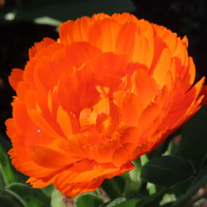 キンセンカの金盞花を撮影した花写真