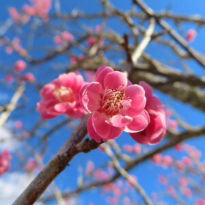 ウメの早春に香る梅を撮影した花写真