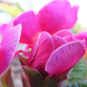 プリムラの春を告げる花を撮影した花写真
