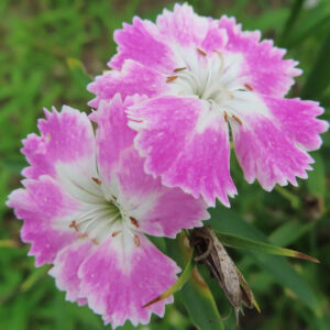 ナデシコの秋の七草を撮影した花写真