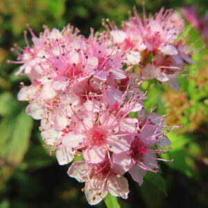 淡いピンクの花びらと長い雄しべが可憐なシモツケの花房を接写した写真｜淡色系でふんわり咲く初夏の花