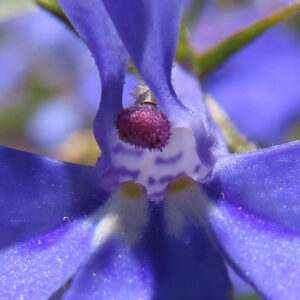 ロベリアの花を極接写した写真｜紫色の花柱と細かい毛が見える花の中心部のディテール