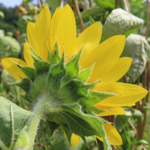 ミニヒマワリの裏側を撮影した緑の萼と花びらの写真