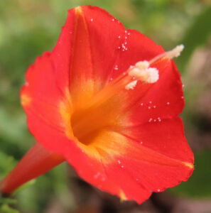マルバルコウの花を横から接写した写真。鮮やかな赤色の花弁と中心部の黄色いグラデーション、白い花粉の付いた雄しべがはっきり見え、背景は緑がやわらかくぼけている。