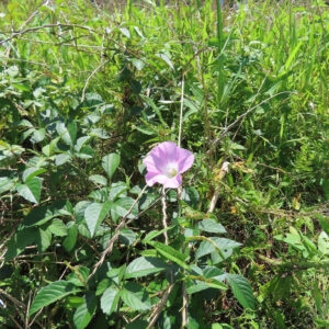 夏の草むらの中でピンク色のヒルガオが一輪咲く様子を広角で撮影した風景植物写真