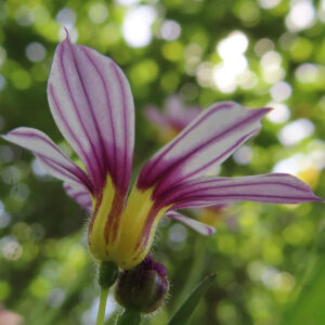 裏側の紫筋が際立つニワゼキショウの花びらと茎の毛の接写