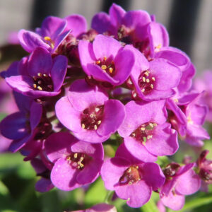 アリッサムの甘く香る小花を撮影した花写真