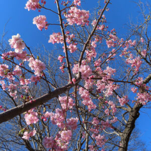 青空を背景に満開のカワズザクラを下から見上げて撮影した写真。淡いピンクの花が枝いっぱいに広がる春の景色