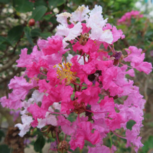 ピンクと白が混じり合うサルスベリの花房をクローズアップ撮影、黄色い雄しべが映える夏の花の写真