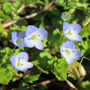 オオイヌノフグリの星の瞳と呼ばれる青い春花を撮影した花写真