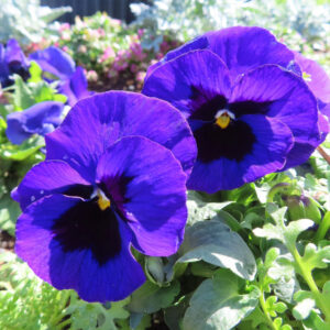 ビオラ・パンジーのもの思いの花を撮影した花写真