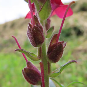 キンギョソウの口元の花形を撮るポイントを撮影した花写真