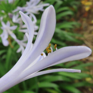 アガパンサスの花弁を横から接写した写真。細長い淡紫色の花びらが曲線を描き、中央に黄色い花粉をつけた雄しべが見える