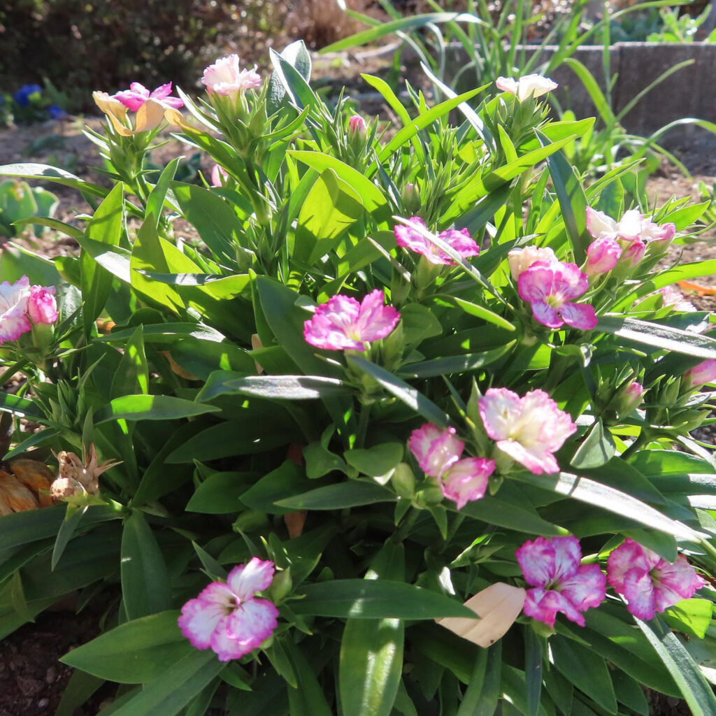 ナデシコがピンク色の花を咲かせています