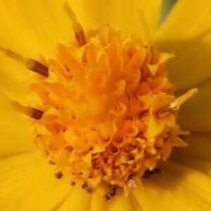 メランポジウムの花芯をマクロ撮影した写真｜オレンジ色の筒状花が密集した中心部を克明に捉えた構図
