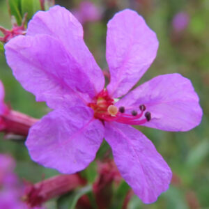 ミソハギの禊萩の紫花を撮影した花写真