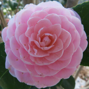 薄紅色のツバキが花弁を幾重にも重ねて丸く咲く姿を捉えたクローズアップ写真