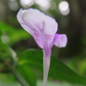 ハグロソウの花の接写写真｜淡い紫色の花弁と細い茎が美しく映える横からの姿
