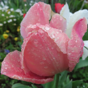 チューリップのターバンに由来する春の球根花を撮影した花写真